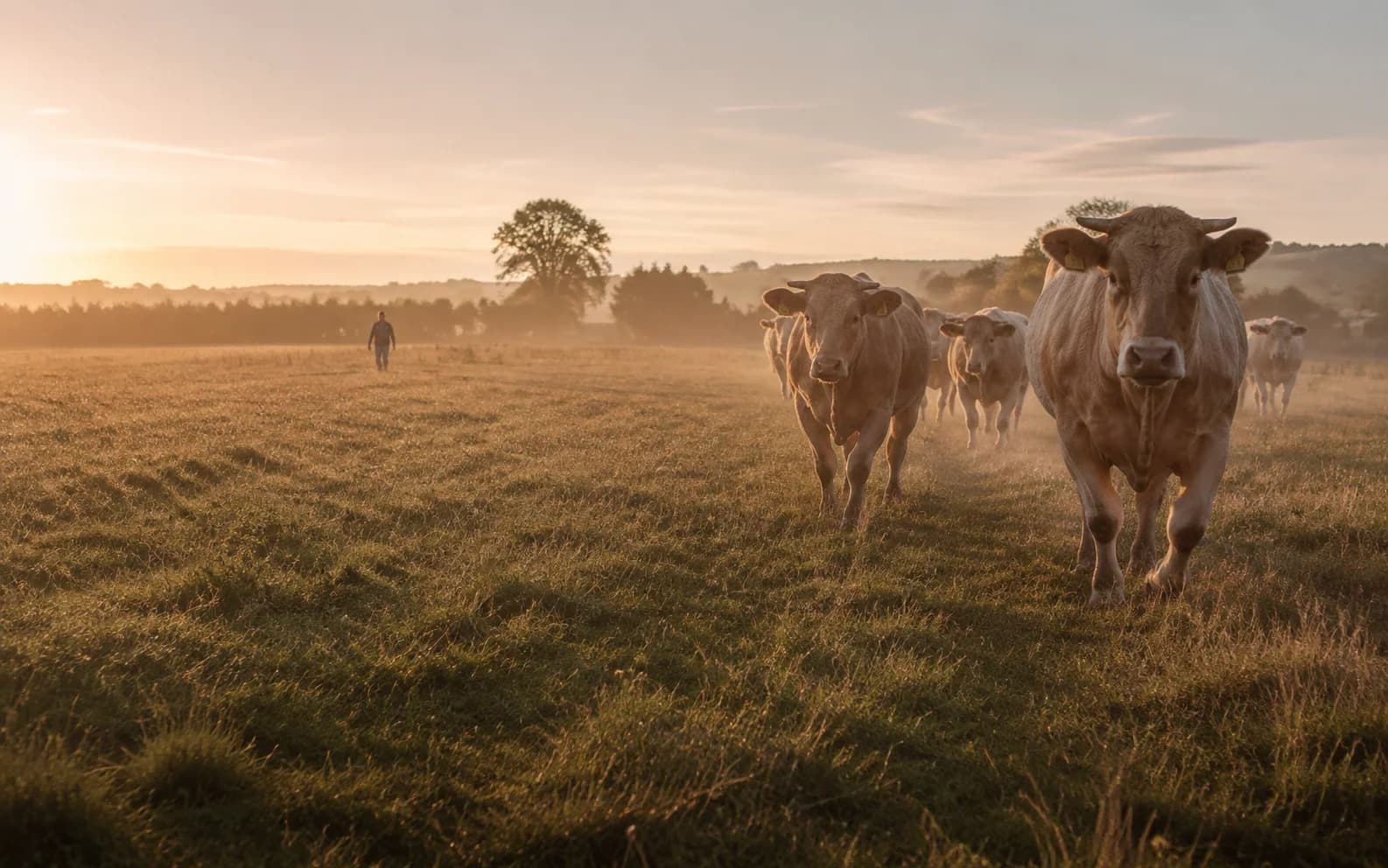 Illustrative cattle on pasture